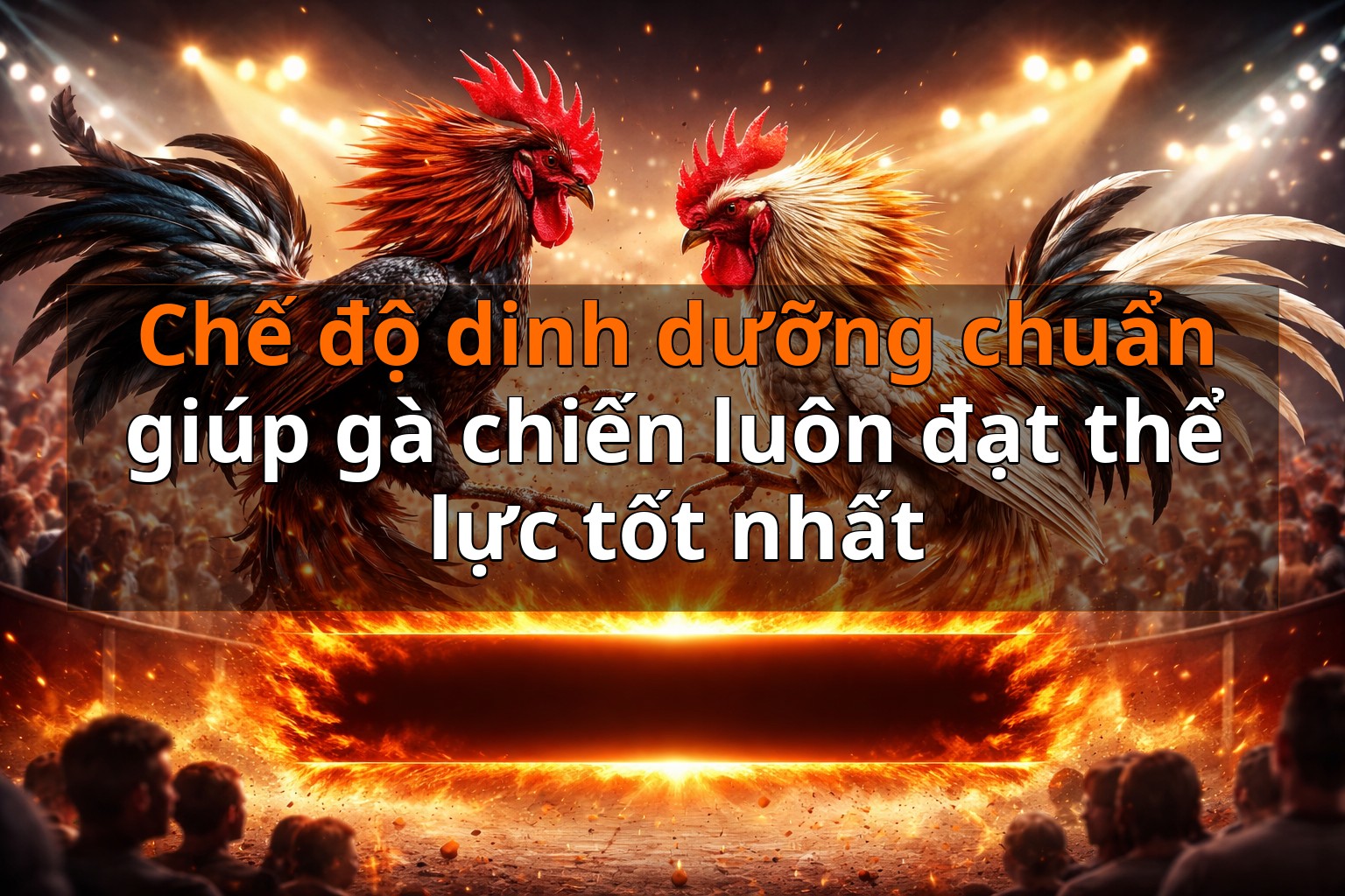 Chế độ dinh dưỡng chuẩn giúp gà chiến luôn đạt thể lực tốt nhất