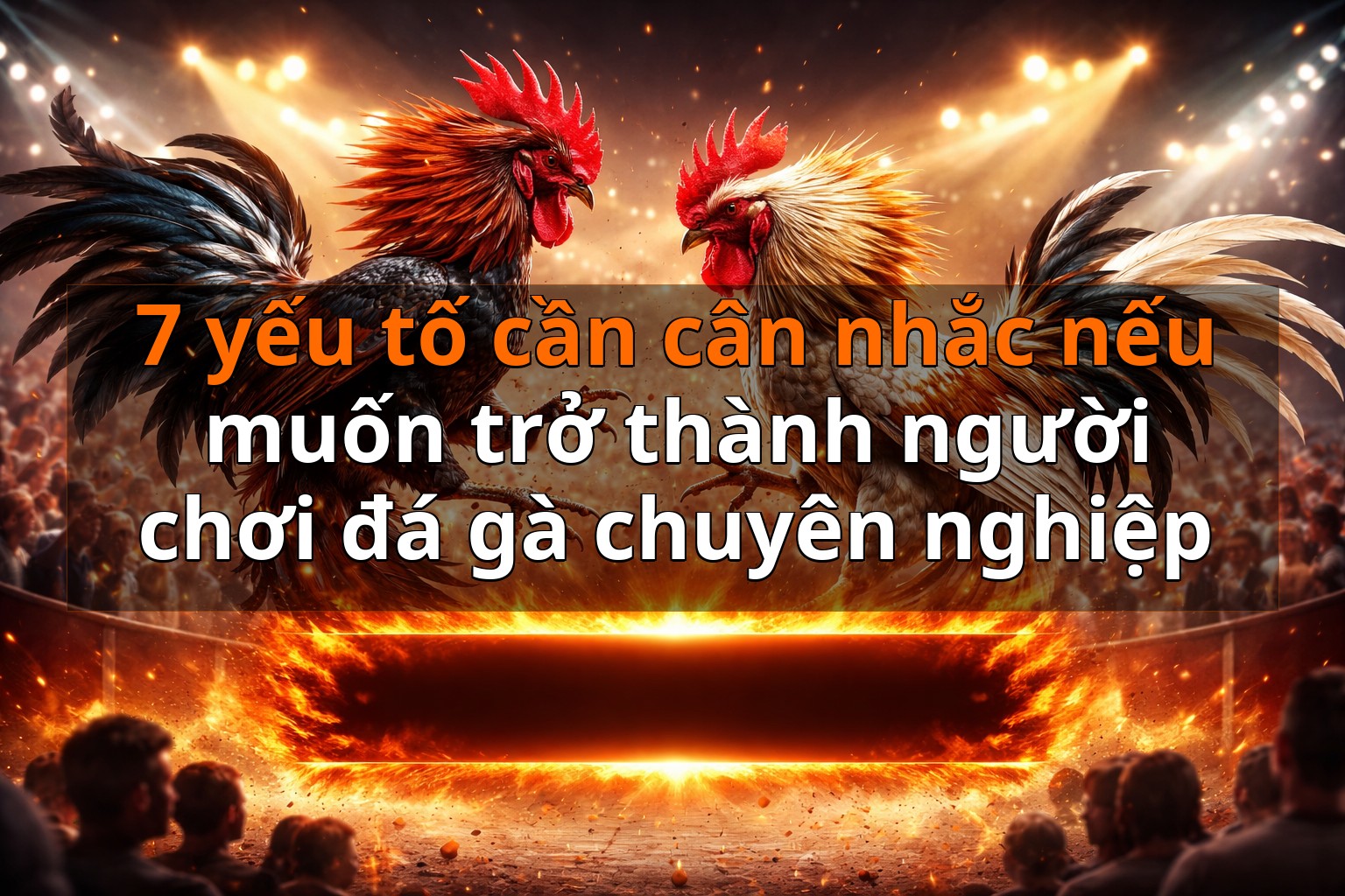 7 yếu tố cần cân nhắc nếu muốn trở thành người chơi đá gà chuyên nghiệp