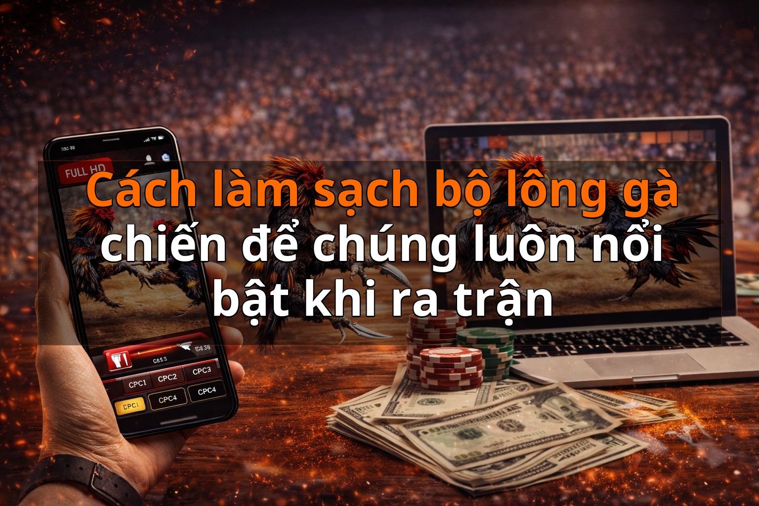 Cách làm sạch bộ lông gà chiến để chúng luôn nổi bật khi ra trận