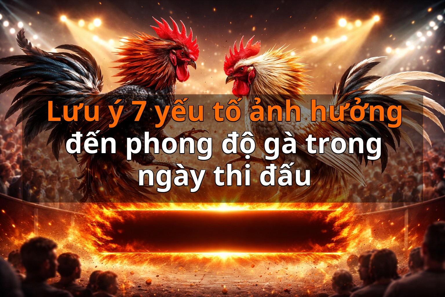 Lưu ý 7 yếu tố ảnh hưởng đến phong độ gà trong ngày thi đấu